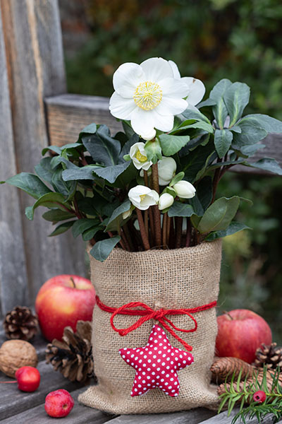 Conseil jardinage en décembre - Rose de Noël